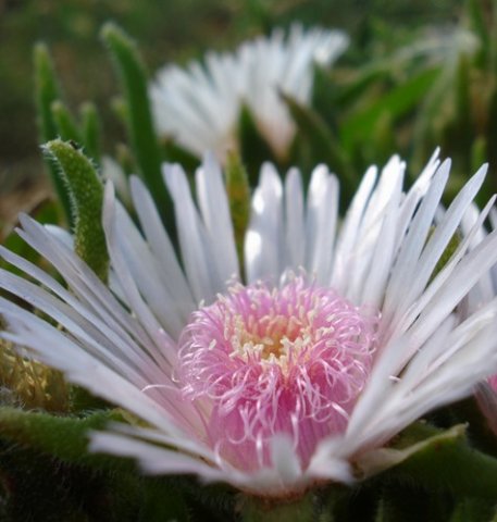Delosperma ashtonii flower